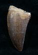 Mosasaur Tooth - Cretaceous Reptile #6493-1
